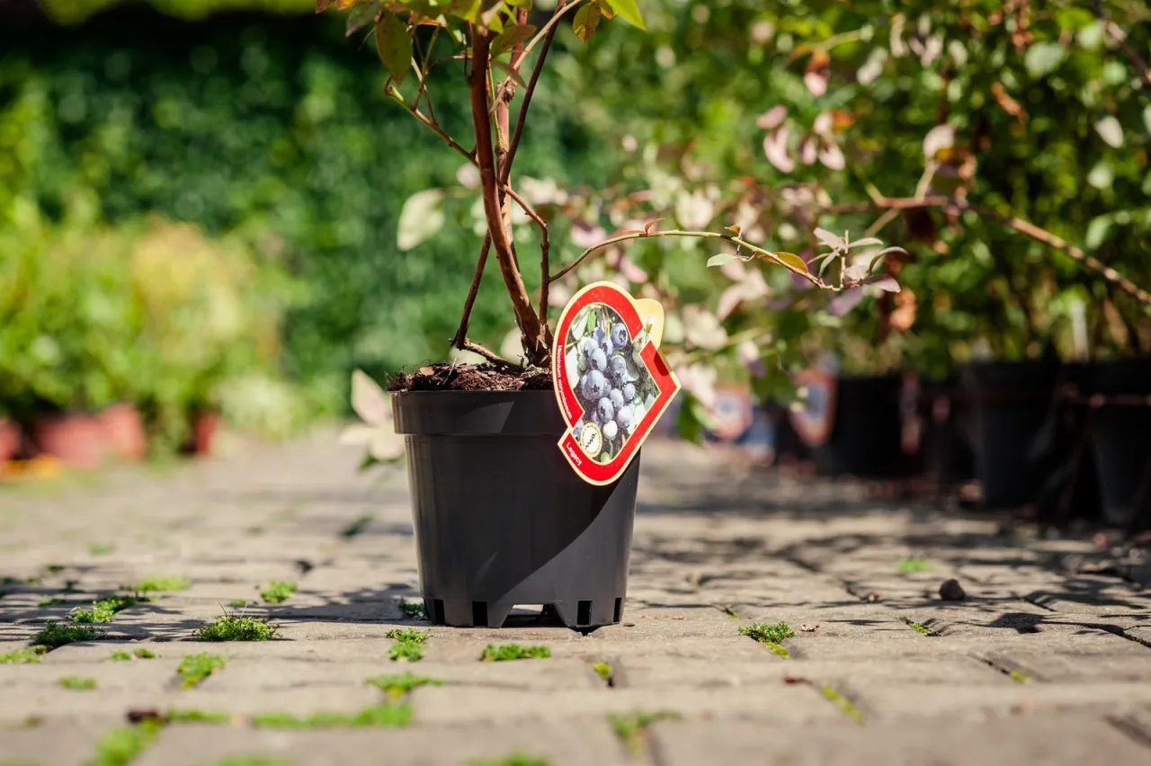 borówka amerykańska sadzonka doniczka