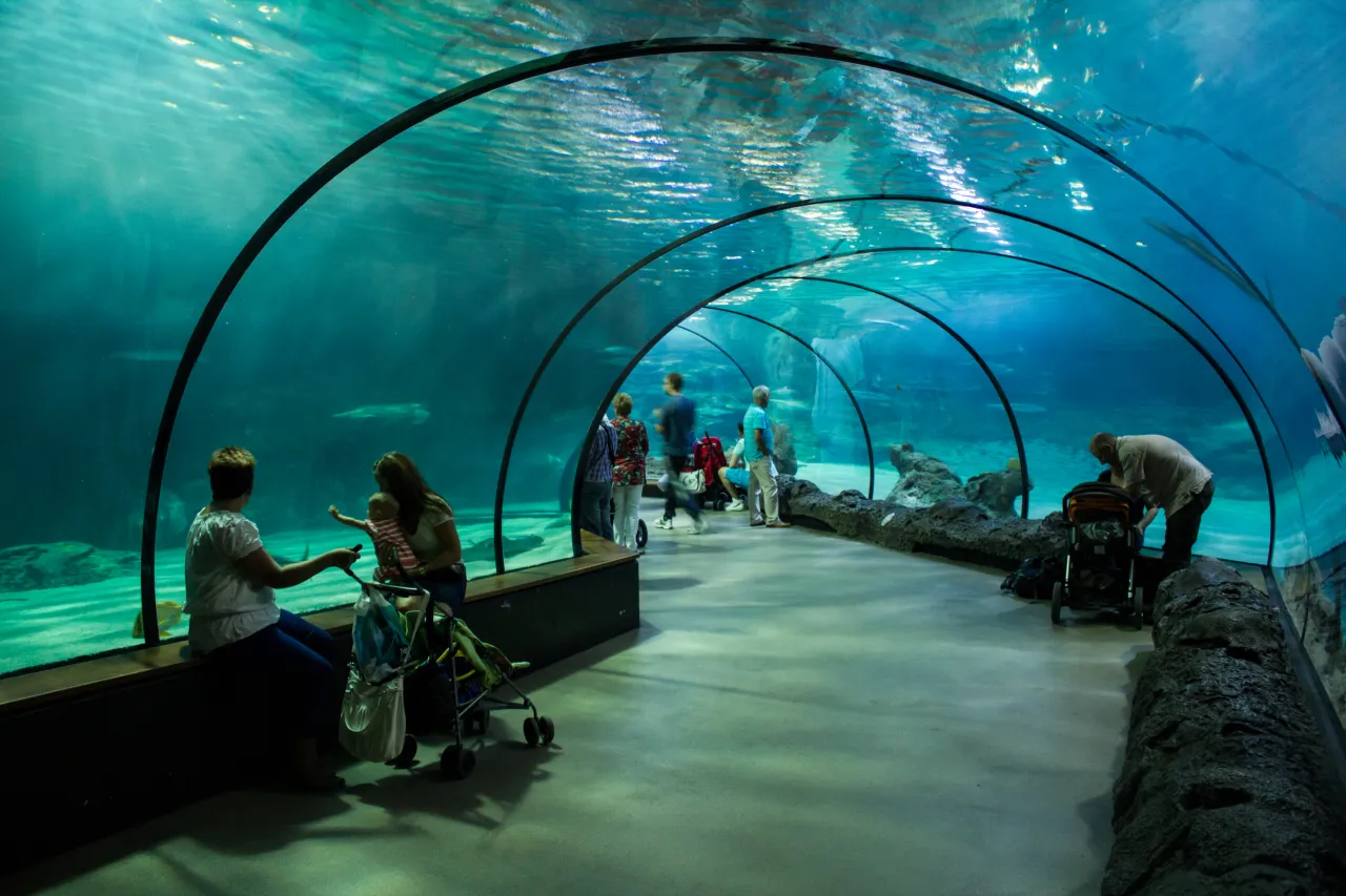 maskonury Oceanarium Rotterdam