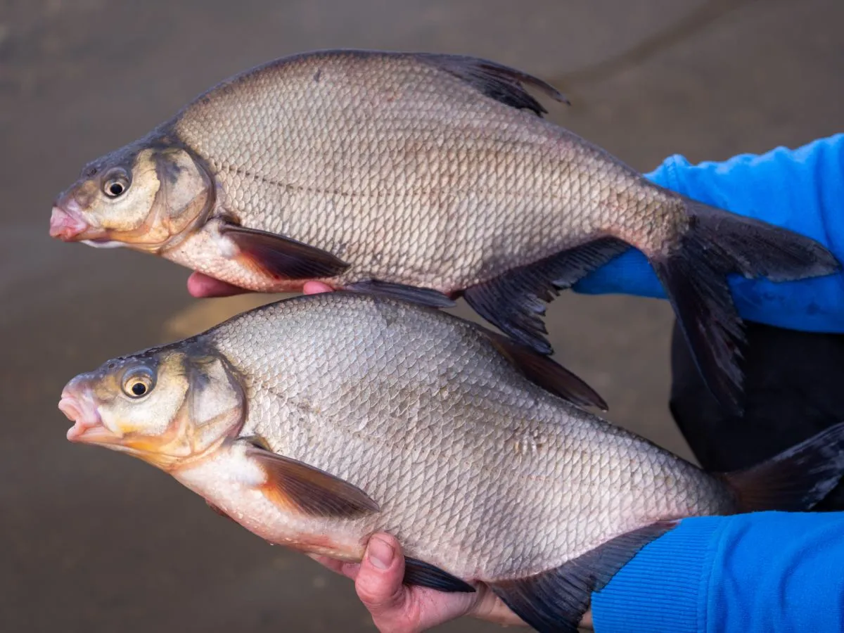 Dwie ryby leszcze trzymane w rękach. Suszona krew na jakie ryby? To pytanie może dotyczyć przynęty, ale tutaj mamy świeże okazy.