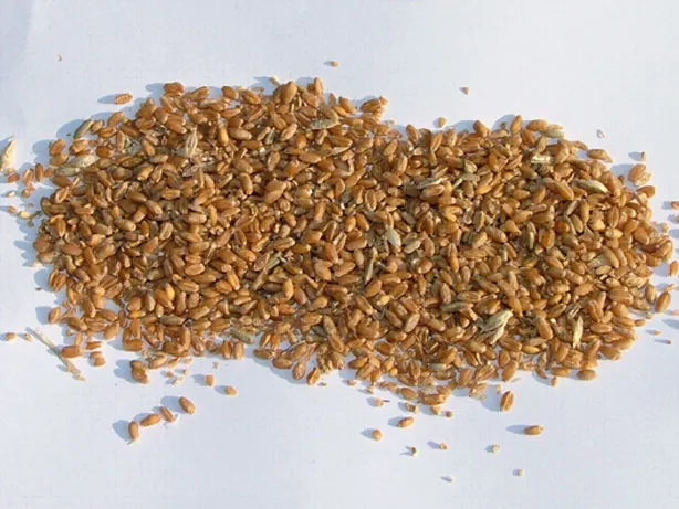 Zanieczyszczenia krzyżowe zb&oacute;ż na polach uprawnych