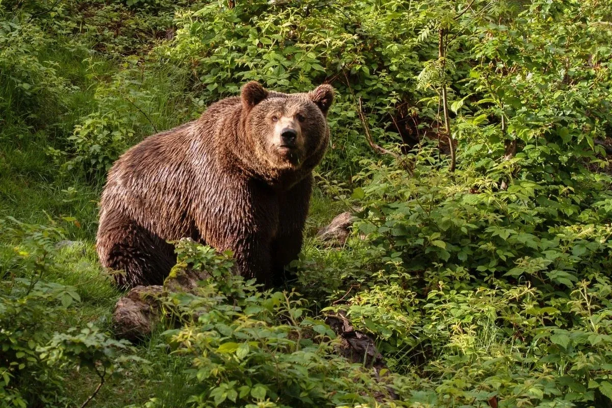 niedźwiedź brunatny w lesie