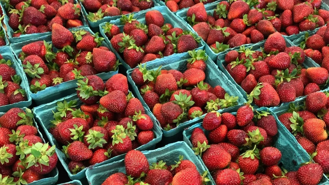 Mnóstwo soczystych truskawek w niebieskich wytłoczkach. To idealny czas na sezon truskawkowy, pełen słodkich owoców.