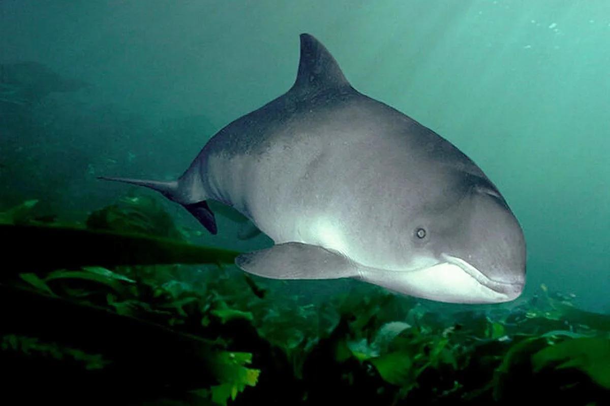 Foka szara pływa w Bałtyku, a czy w bałtyku są delfiny? Tak, morświny, małe delfiny, są obecne w Bałtyku.