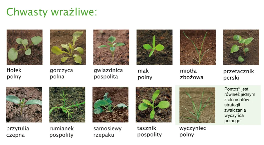 Zdjęcie Chwast zbożowy: jak skutecznie zwalczyć miotłę w uprawach zbożowych