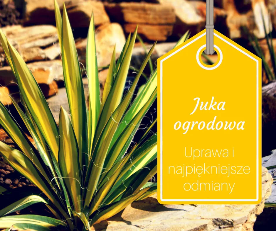 Zdjęcie Juka ogrodowa jaka ziemia - idealna mieszanka dla zdrowego wzrostu