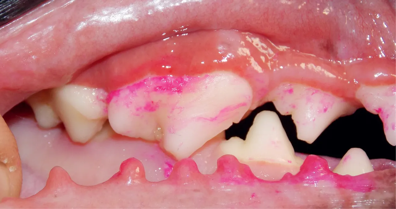 higiena jamy ustnej psa po operacji