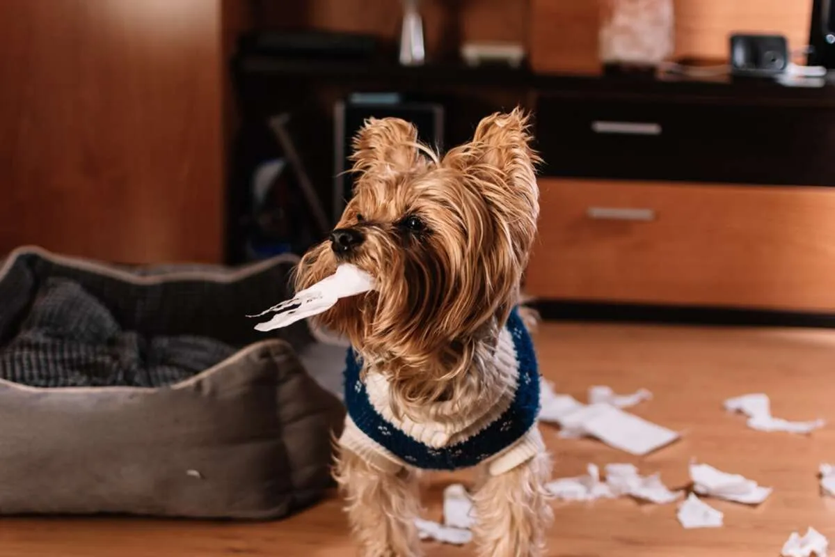 Pies z problemami zdrowotnymi lub behawioralnymi