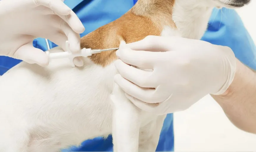 Weterynarz czipujący psa, implantacja mikroczipa u psa