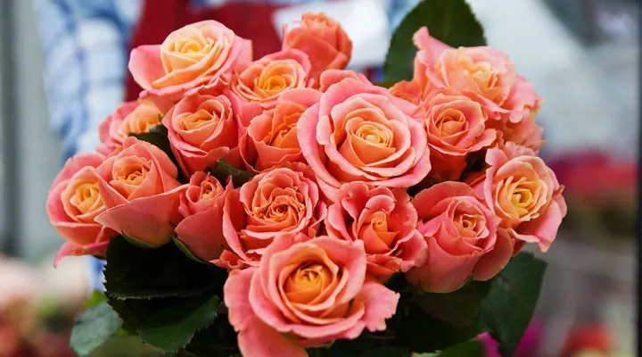 Symbolika kolorów róż