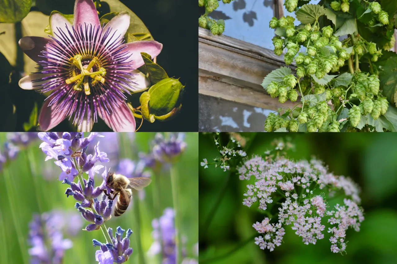 Zioła na sen kolaż: melisa, kozłek lekarski, passiflora, chmiel, lawenda