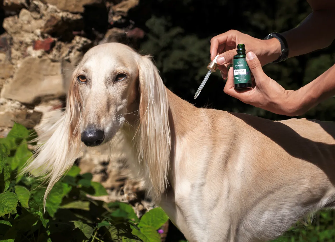 naturalne metody na kleszcze dla psa czystek olejki eteryczne