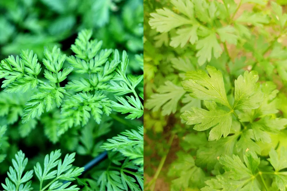 Pietruszka naciowa vs trujące chwasty por&oacute;wnanie