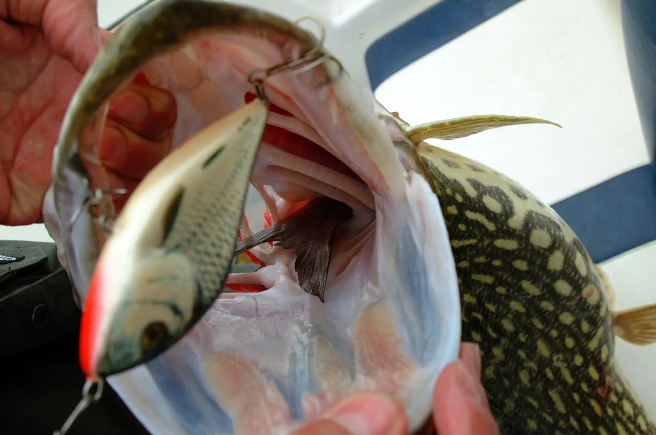 porównanie przejrzystości wody w łowisku szczupakowym