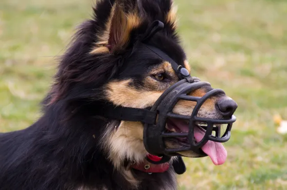 rodzaje kagańców dla psa