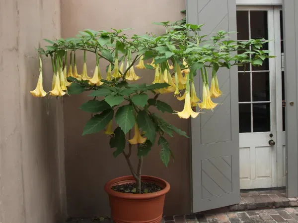 Przycinanie datury instrukcja