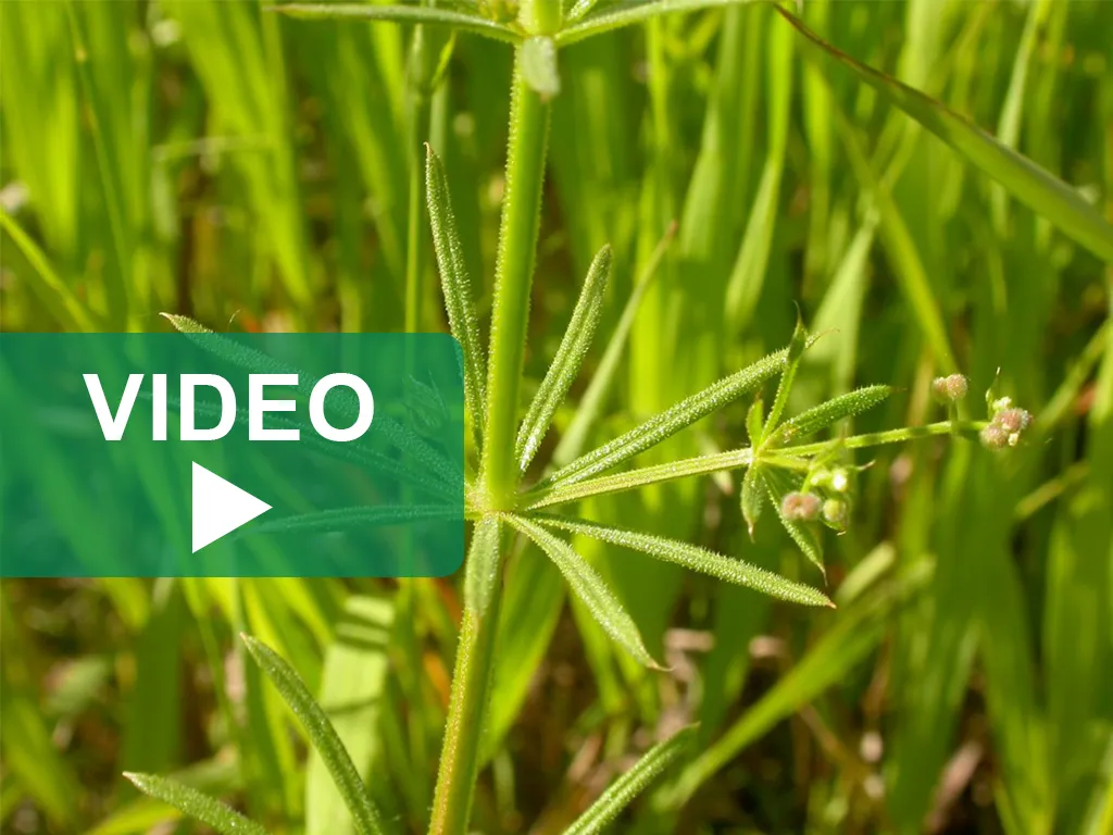 Przytulia czepna identyfikacja