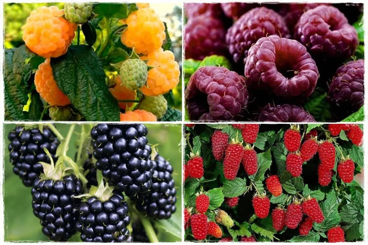 odmiany malin letnie i jesienne