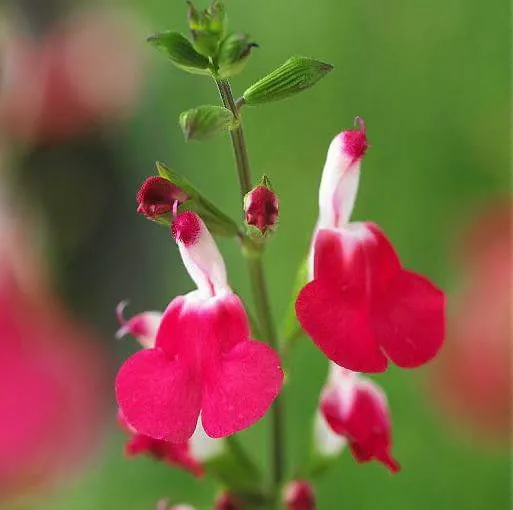 r&oacute;żne gatunki szałwii lekarska ozdobna