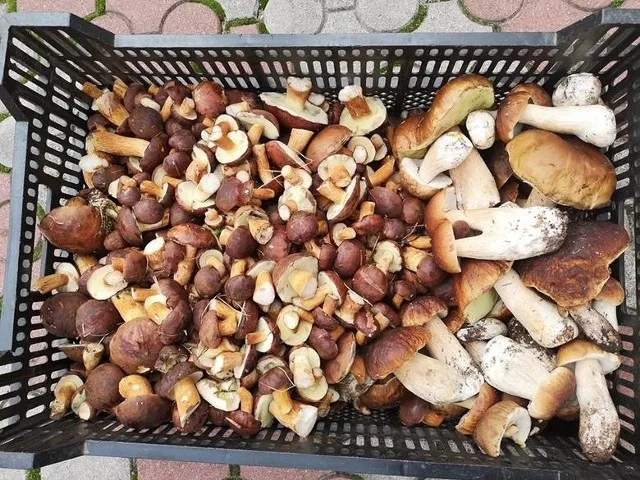 Zdjęcie Aktualne ceny grzybów na skupie – ile możesz zarobić i gdzie sprzedać?