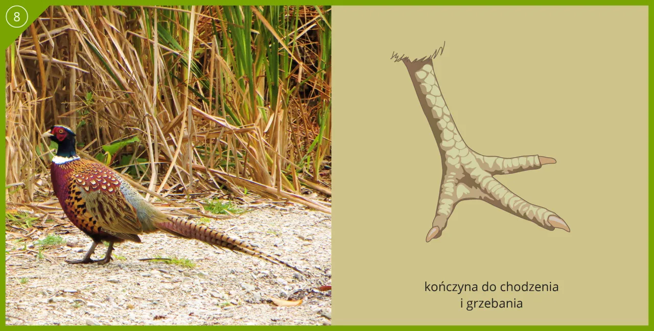 r&oacute;żnice w diecie ptak&oacute;w i ssak&oacute;w infografika