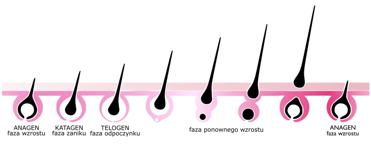 rzęsy cykl wzrostu grafika