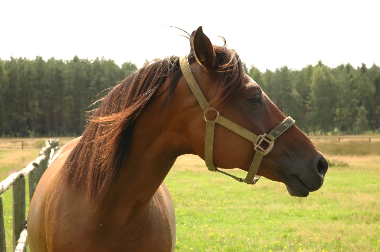 Koń śpiący na stojąco z opuszczoną głową