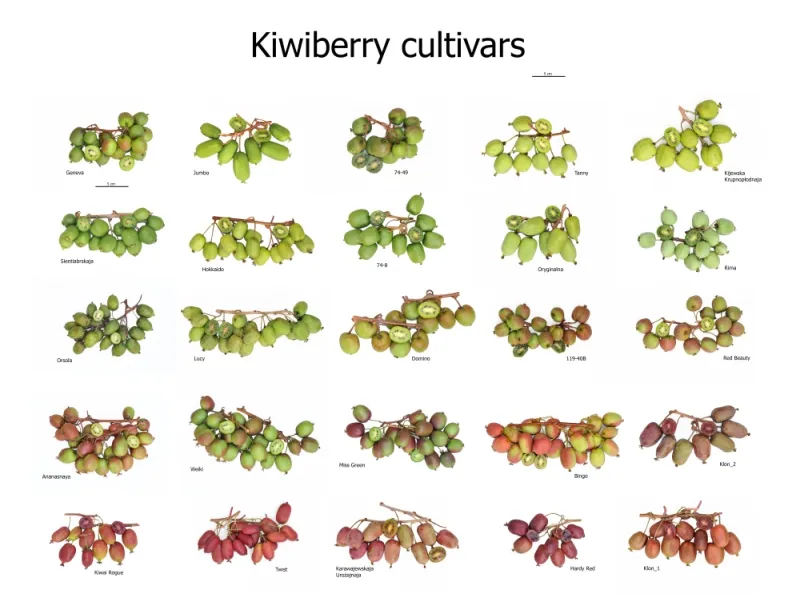 różne odmiany mini kiwi owoce