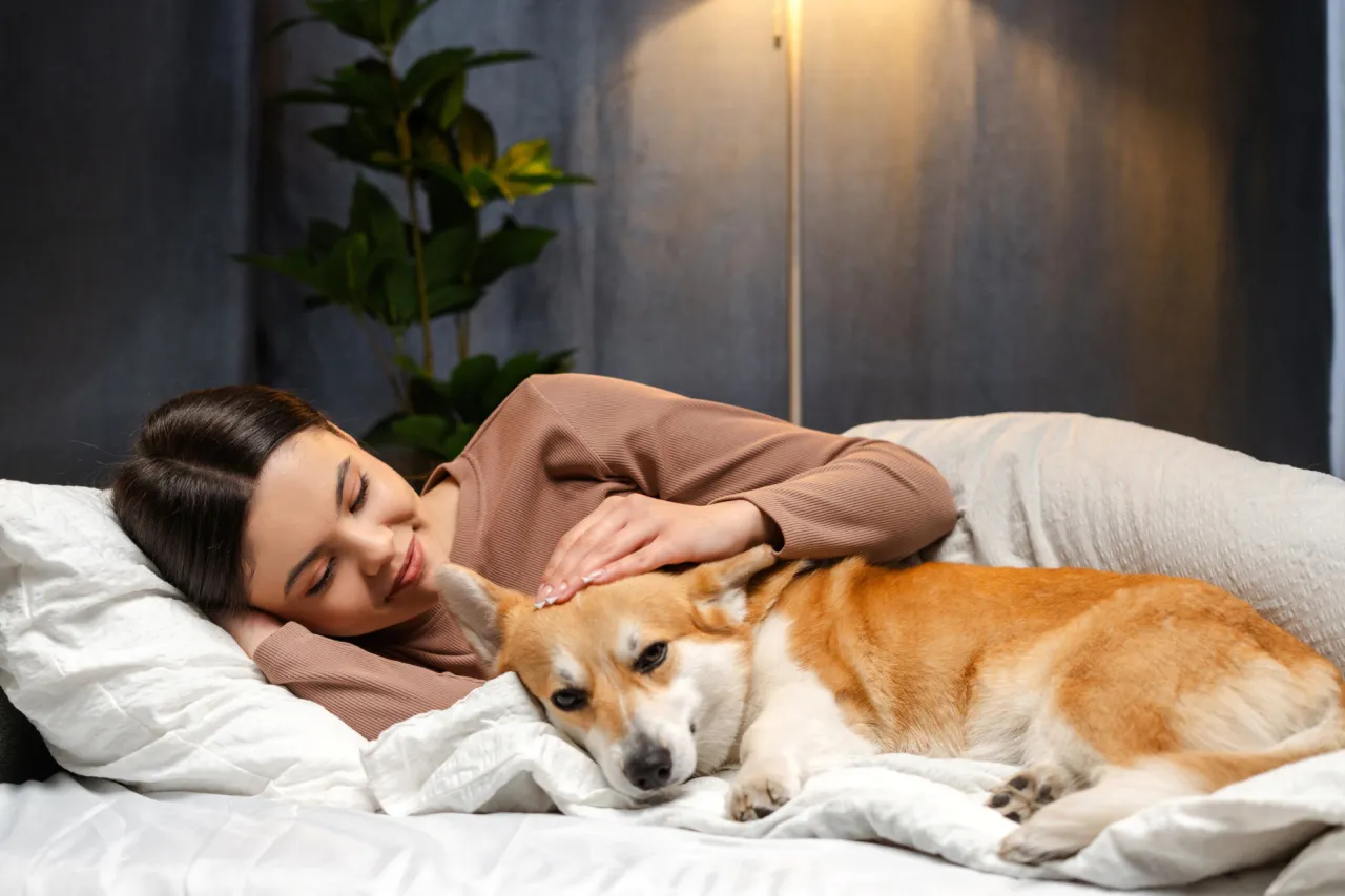 Pies śpiący w łóżku z człowiekiem