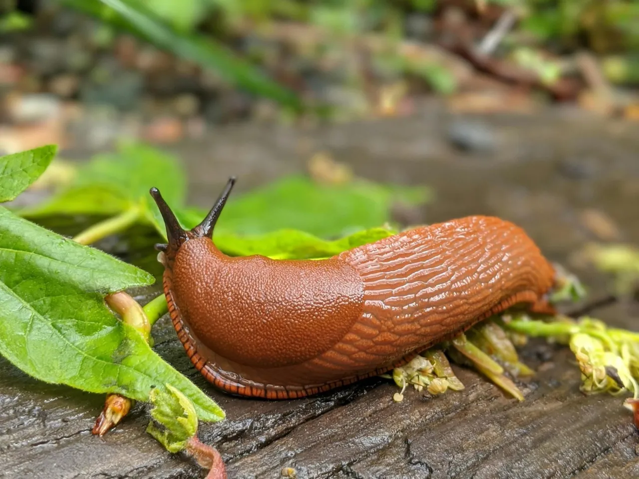 rośliny odstraszające ślimaki w ogrodzie