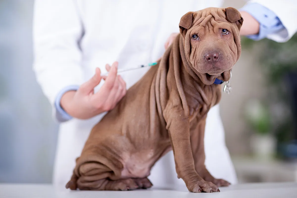 zegar odliczający czas po szczepieniu psa