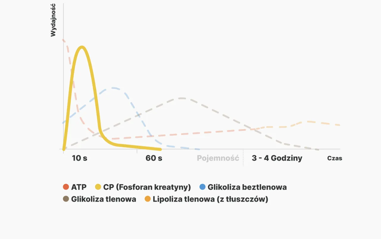 wykres efektywność kreatyny przed po treningu