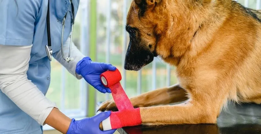 jak prawidłowo założyć bandaż psu