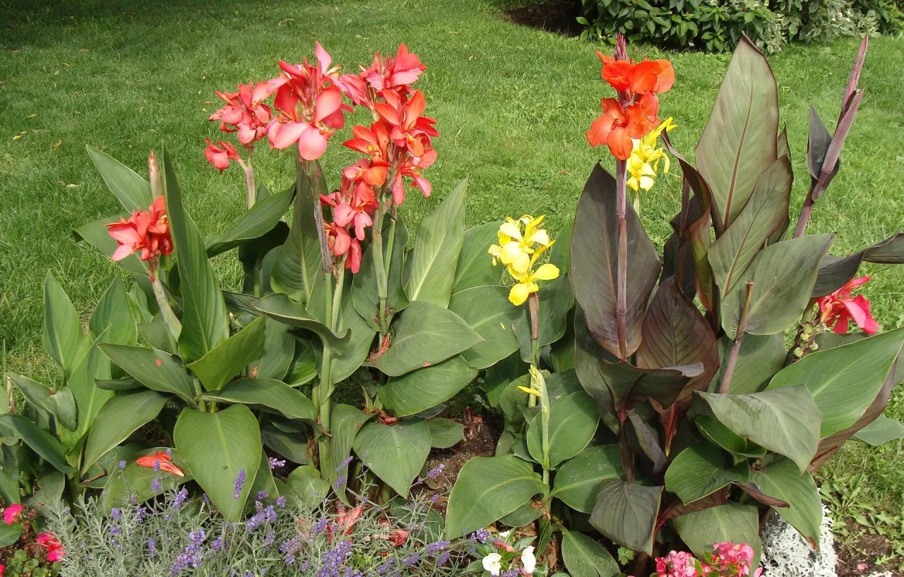 przechowywanie kłączy kanny w piwnicy