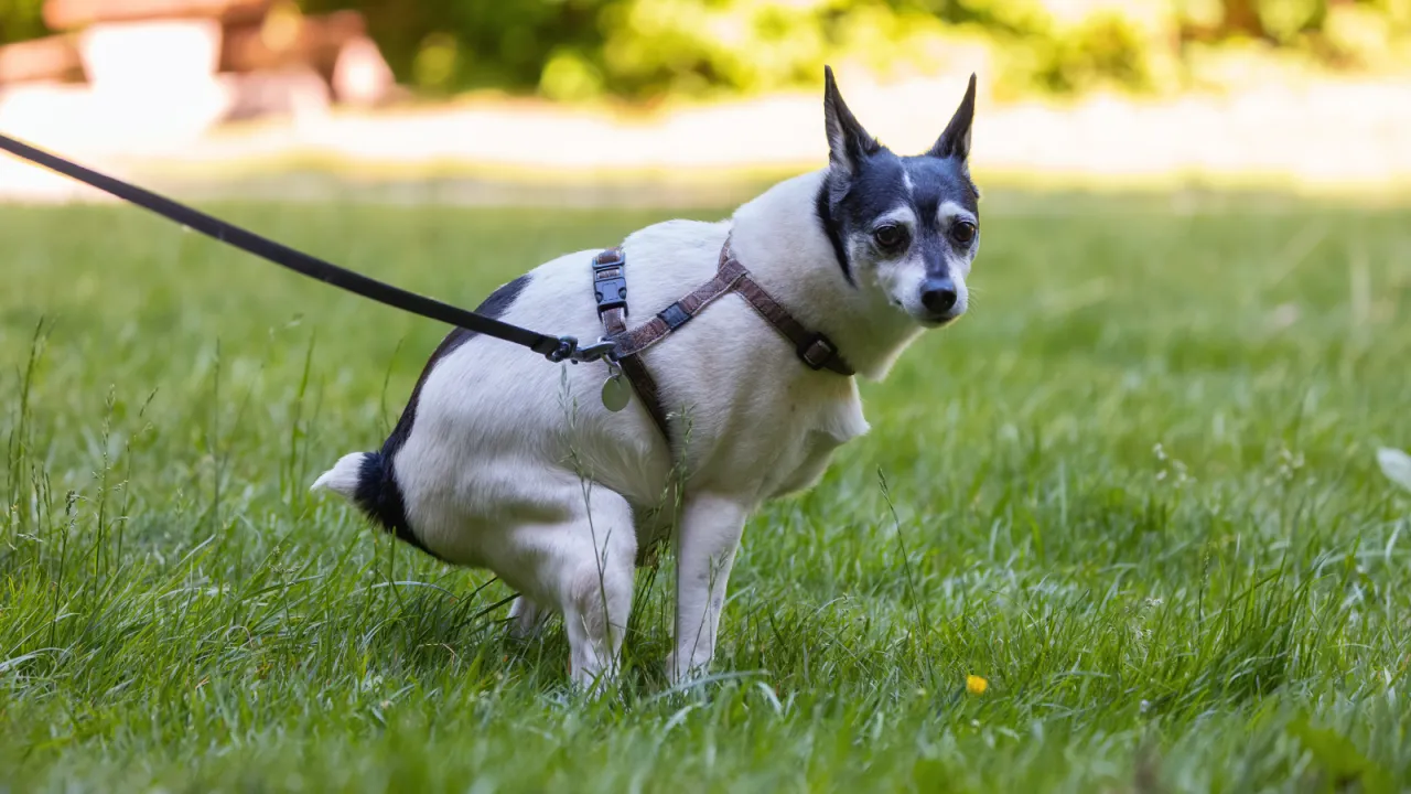 Pies z krwistą biegunką - objawy alarmowe
