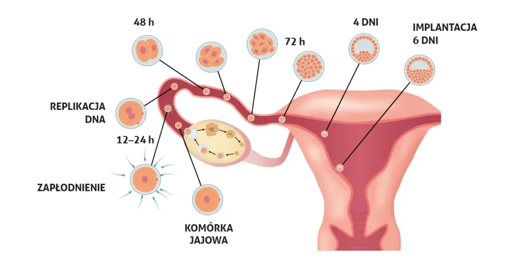 grafika cykl menstruacyjny owulacja komórka jajowa