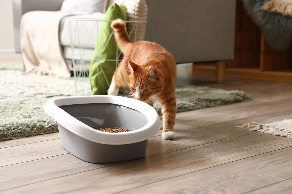 kotka sika na stojąco znaczenie terenu