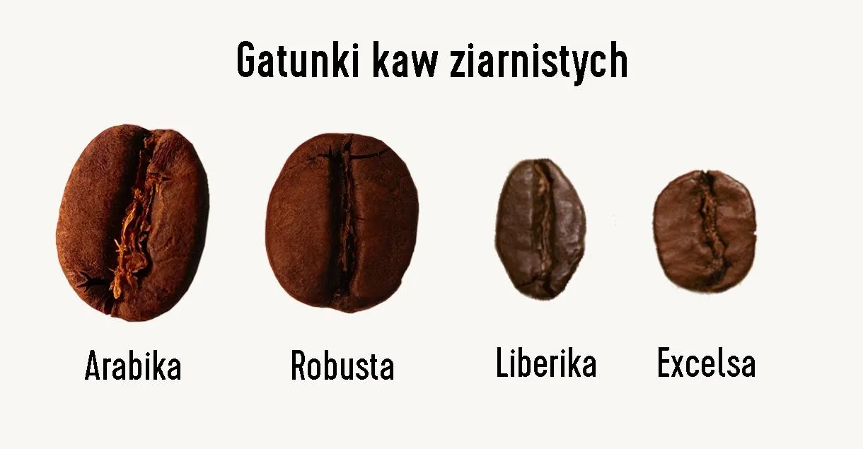 R&oacute;żne rodzaje ziaren kawy: Arabika i Robusta, ziarna kawy speciality