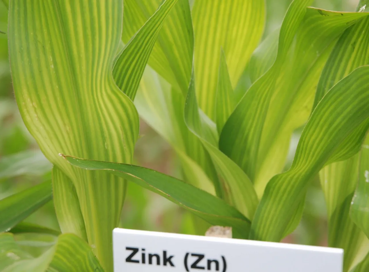 niedobory kukurydza objawy