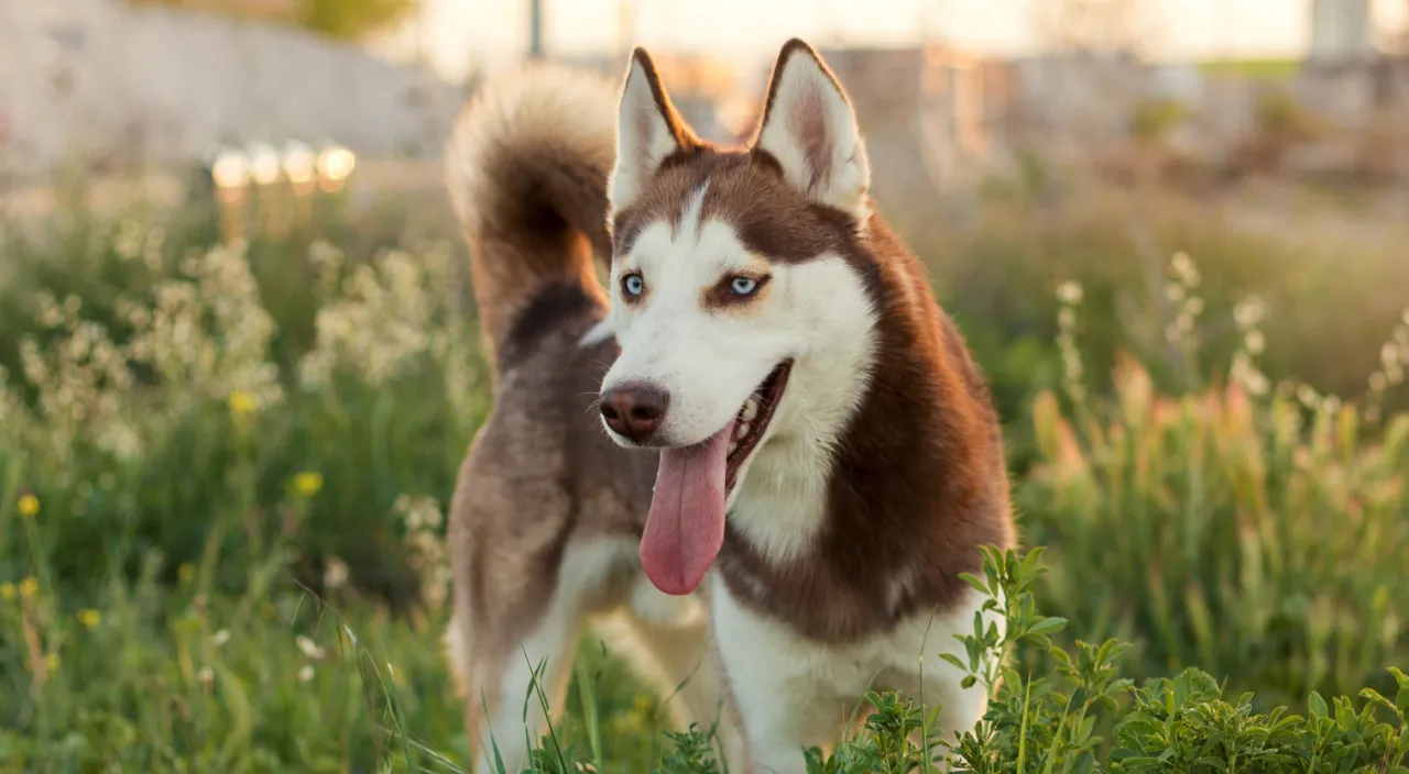 Siberian Husky wygląd og&oacute;lny