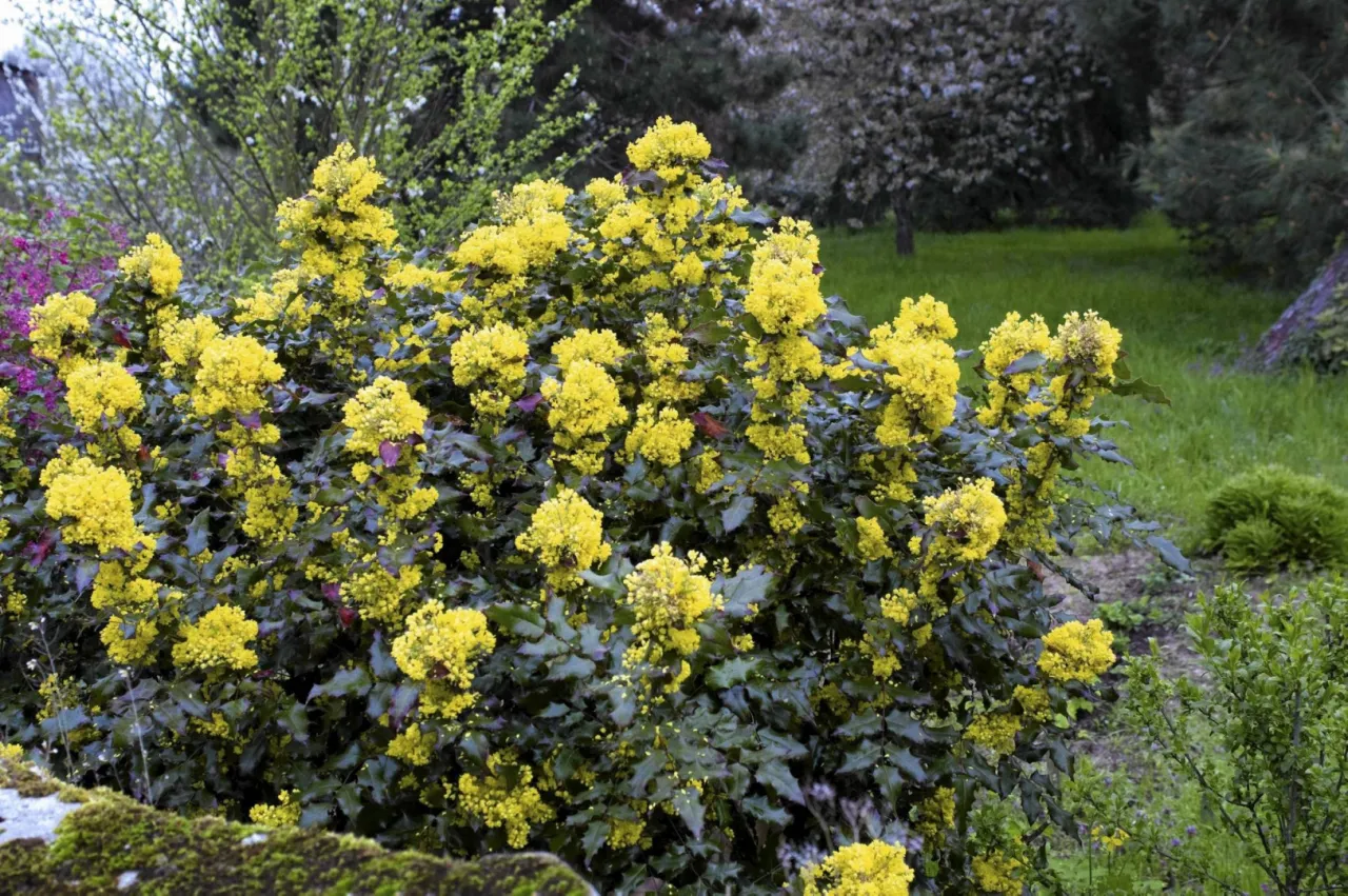 Mahonia aquifolium w otoczeniu roślin