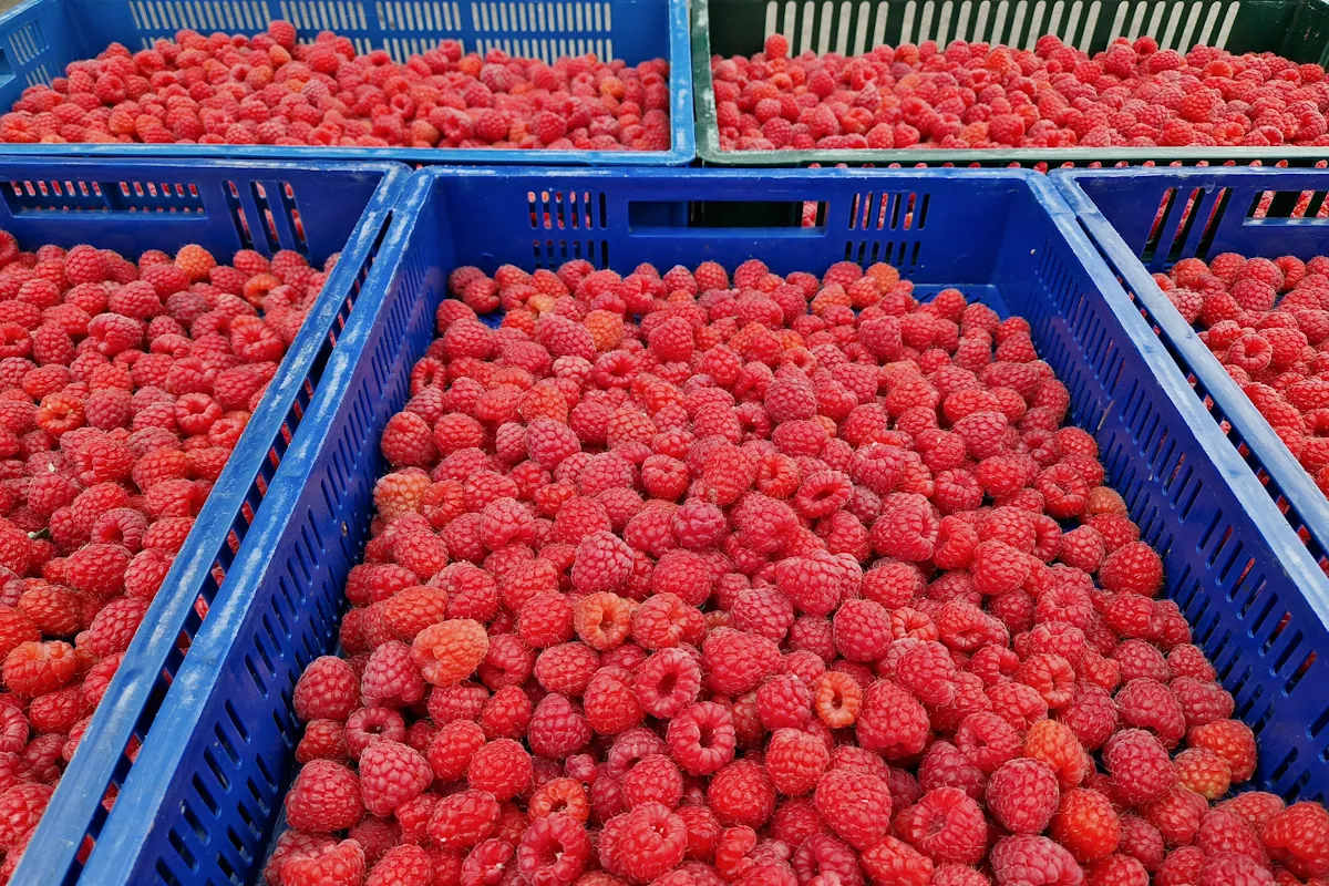 maliny deserowe a maliny przemysłowe