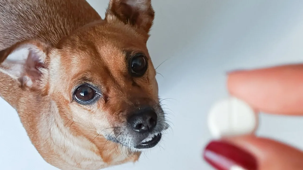 pies przyjmuje tabletki od właściciela