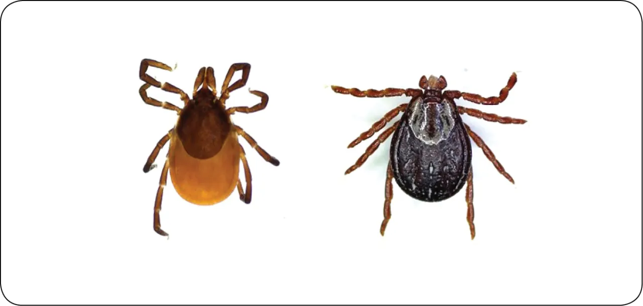 kleszcz pospolity i łąkowy por&oacute;wnanie