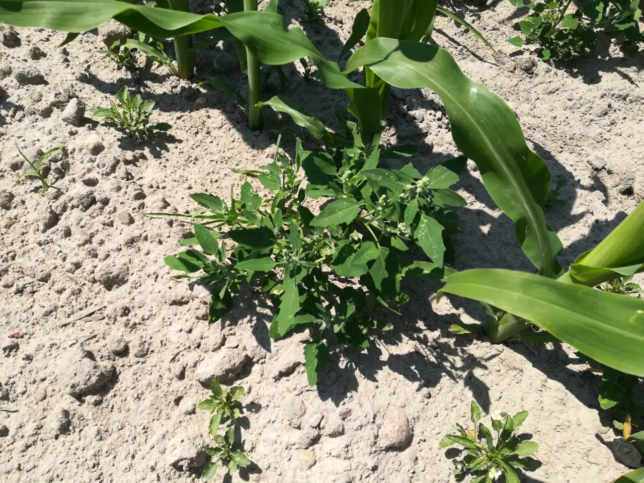 Komosa biała konkurencja z uprawami