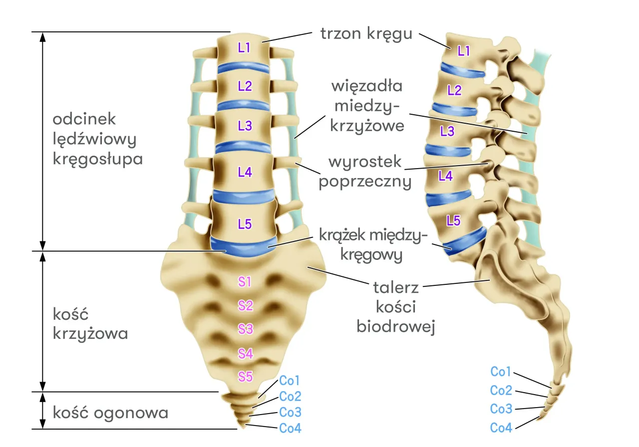 Kręgosłup i dysk międzykręgowy schemat