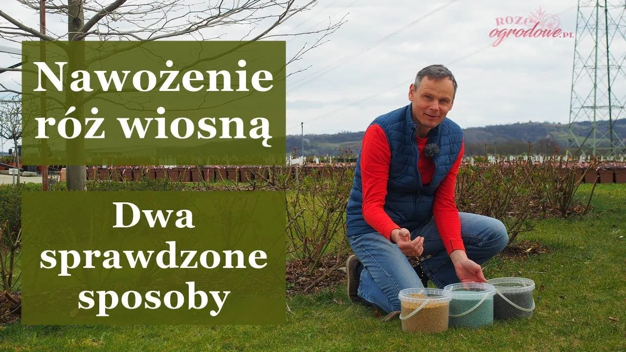 Zdjęcie Czym podlewać róże, żeby kwitły? Odkryj sekrety pięknych kwiatów