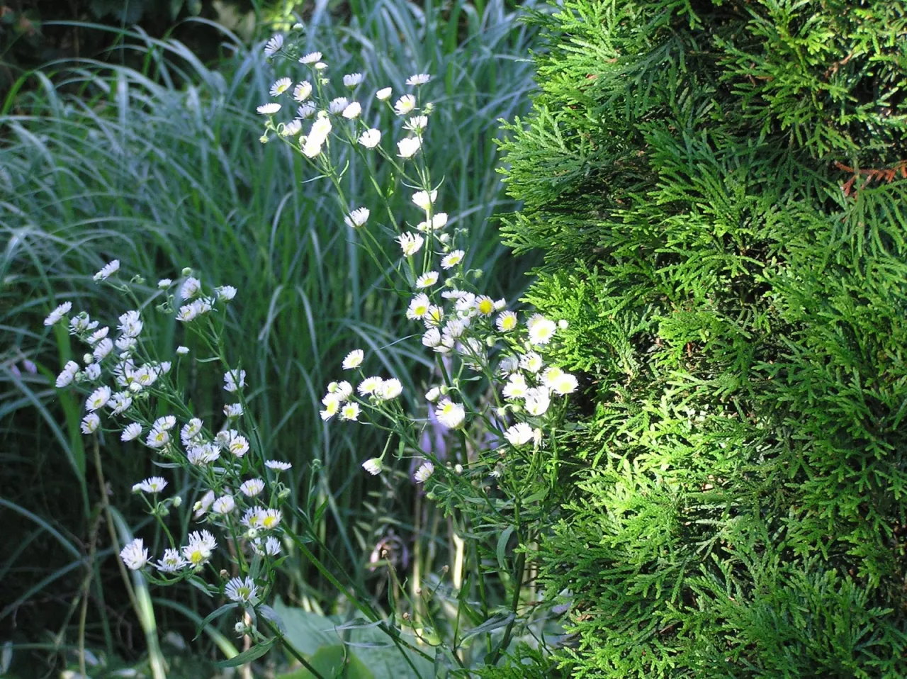 Skuteczne metody zwalczania chwastów
