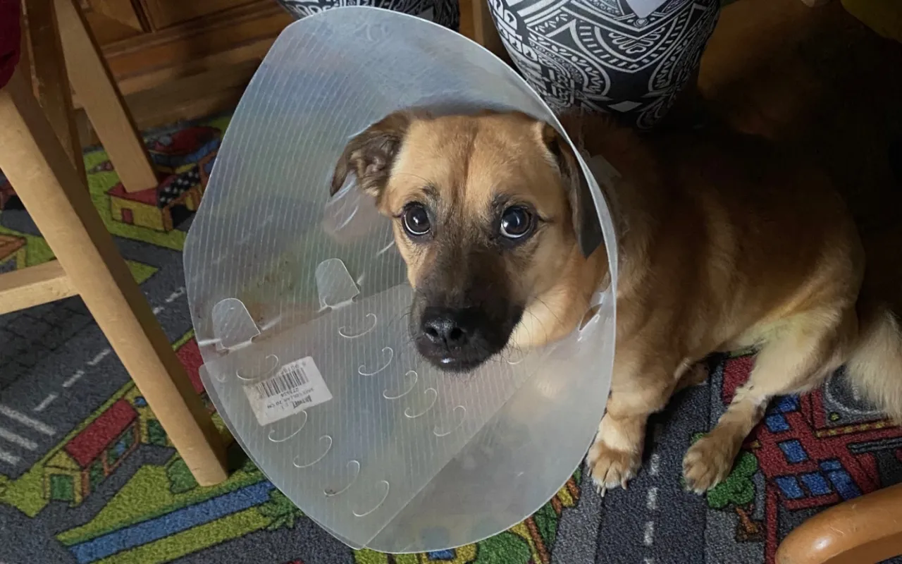 Pies w kołnierzu po operacji oka