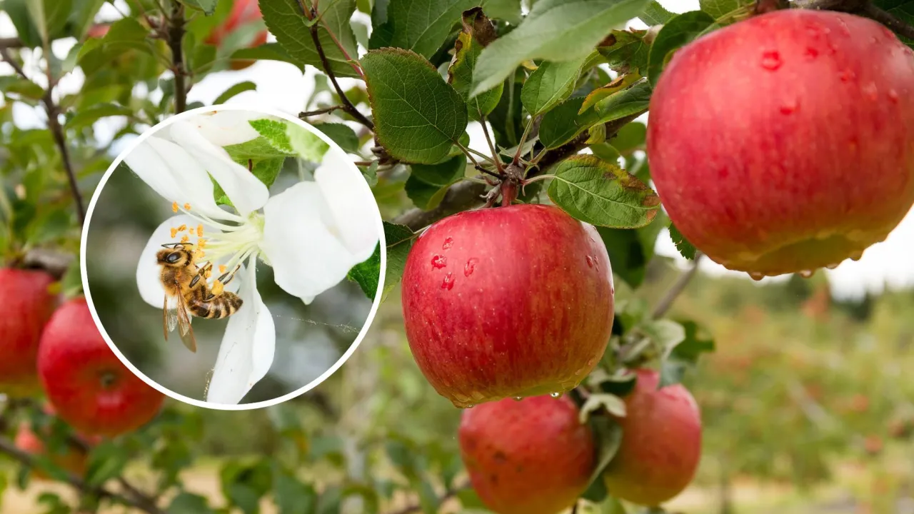 Młoda jabłoń bez kwiat&oacute;w