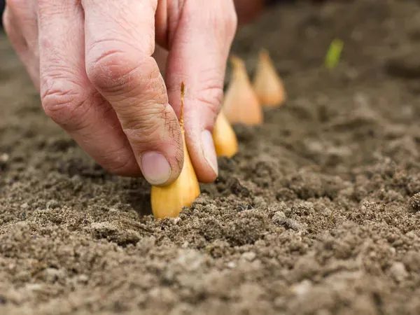 sadzenie cebuli dymki wiosną